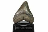 Serrated, Fossil Megalodon Tooth - Georgia #159737-2